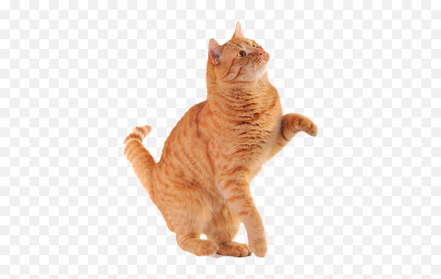 Download Free Png Orange Cat 97 Images In Collection - Orange Cat Png Transparent,Orange Cat Png