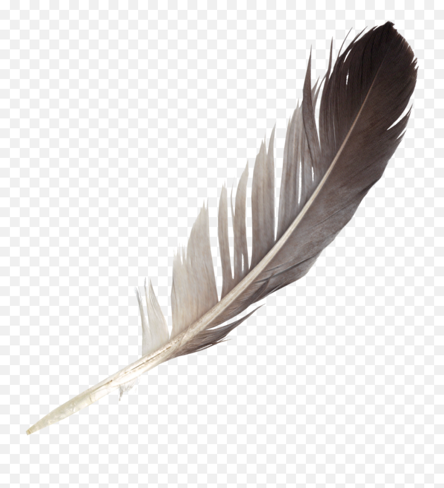 Feather Png Hd Pictures - Vhvrs Feather Png,Black Feathers Png