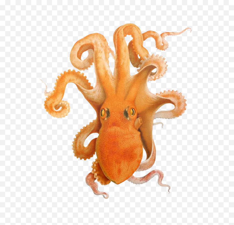 Octopus Clipart - Cephalopod Png,Octopus Png