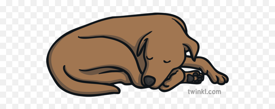 Dog Curled Up Sleeping Pet Asleep Ks1 Illustration - Twinkl Cartoon Brown Dog Curled Up Sleeping Png,Dog Cartoon Png