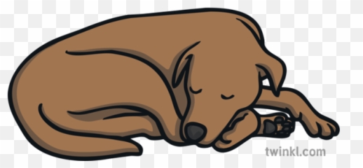 Dog Curled Up Sleeping Pet Asleep Ks1 Illustration - Twinkl Cartoon Brown png