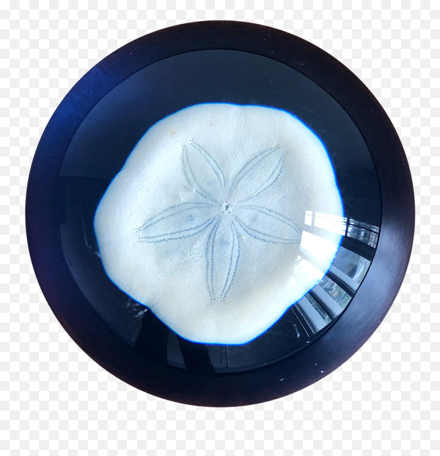 Nautical Handcrafted Sand Dollar Paperweight - Sand Dollar Png,Sand Dollar Png