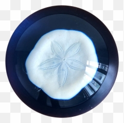 Nautical Handcrafted Sand Dollar Paperweight - Sand Dollar Png,Sand Dollar Png