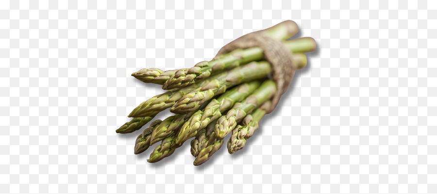 Early California Asparagus - Prussian Asparagus Png,Asparagus Png