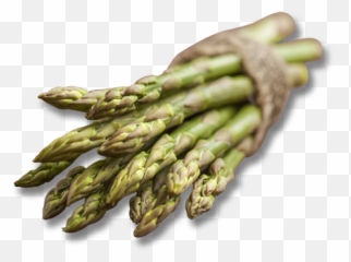 Early California Asparagus - Prussian Asparagus Png,Asparagus Png