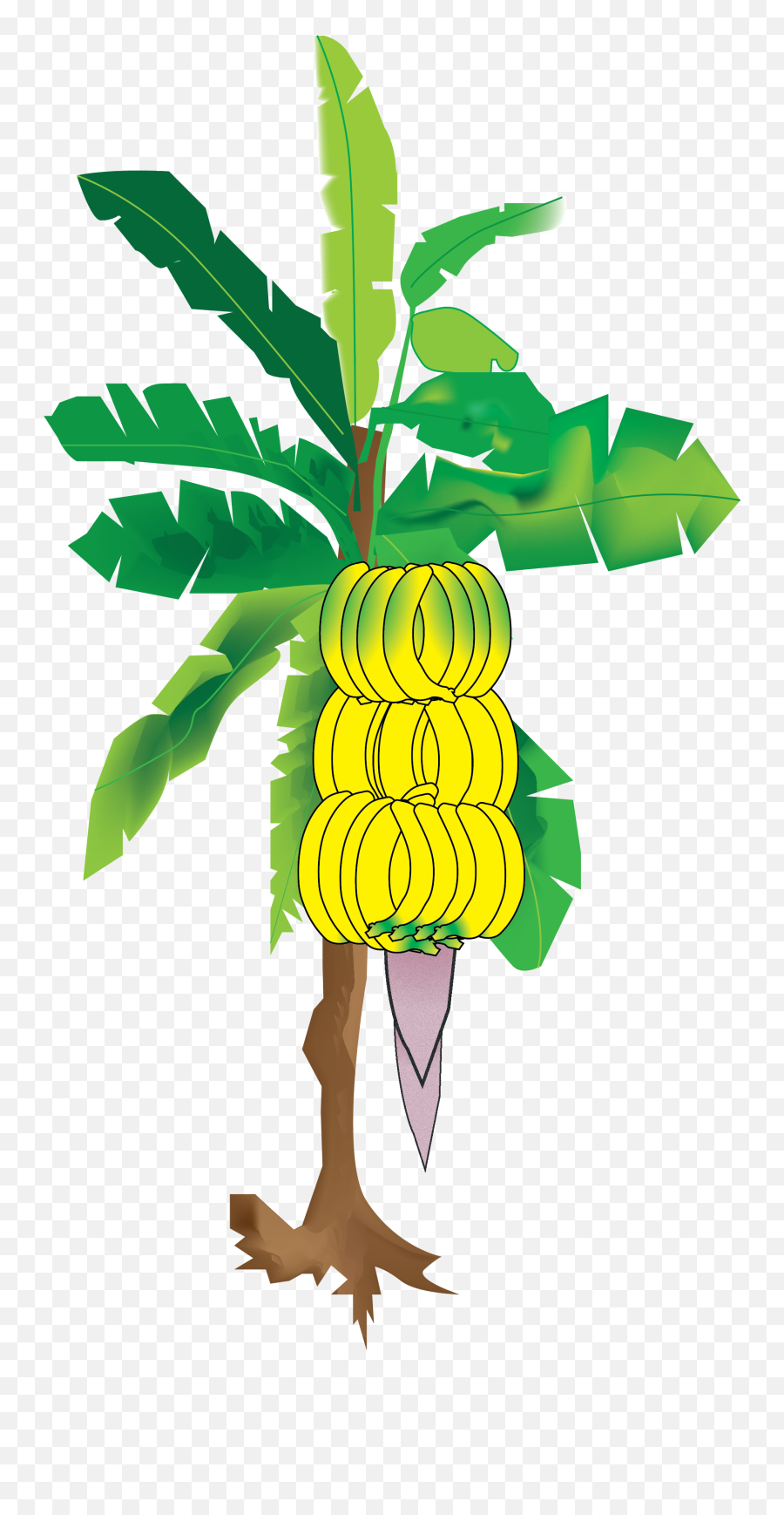 My Illustration Of The Banana Tree From - Vector Banana Tree Png,Banana Tree Png