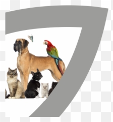Natureu0027s Goodness Modern Know - How U2014 Afc Happy National Pet Day 2019 Png,Pets Png