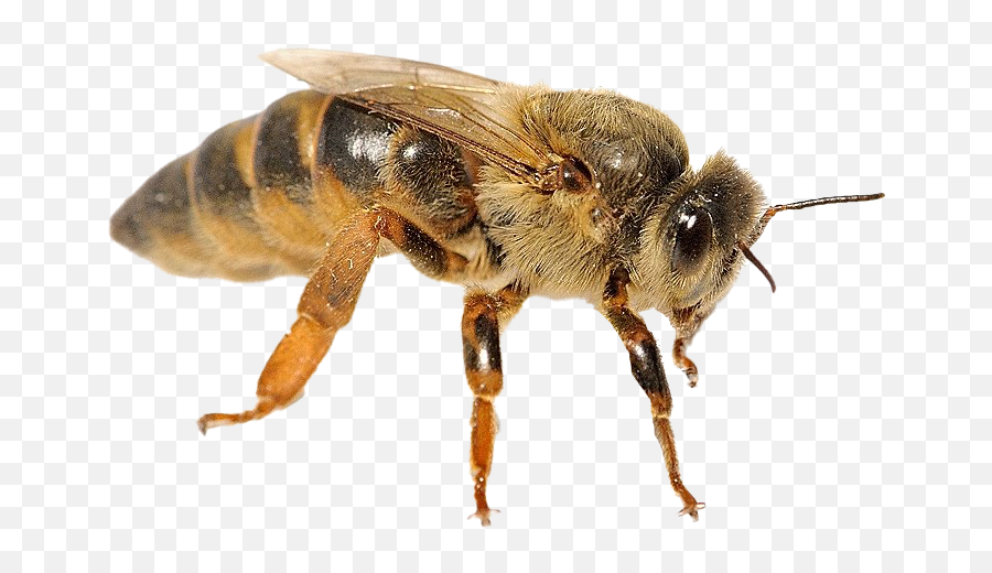 Bee Png Transparent Images Free Download Real - Honeybee,Honey Bee Png
