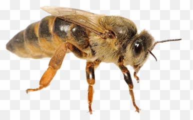 Bee Png Transparent Images Free Download Real - Honeybee,Honey Bee Png