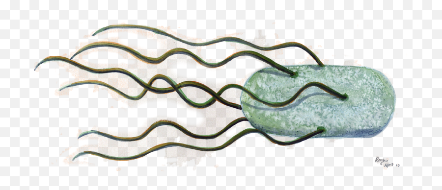 Do Bacteria Care About - Bacteria Image Transparent Png,Bacteria Transparent