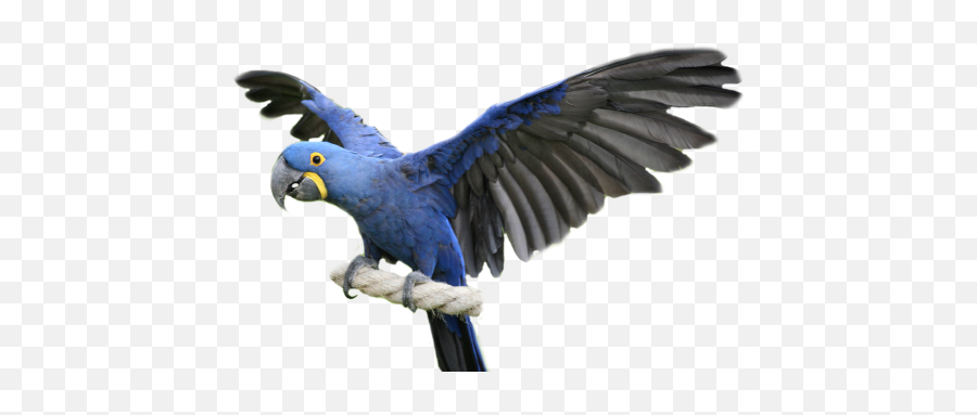 Hyacinth Macaw - Blue Macaw Open Wings Png,Macaw Png
