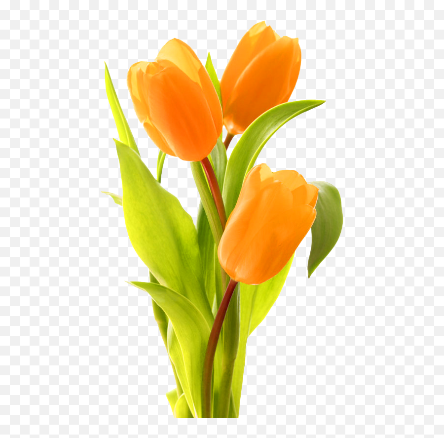 Keukenhof Indira Gandhi Memorial Tulip - Tulipanes Naranja Png,Tulips Transparent Background