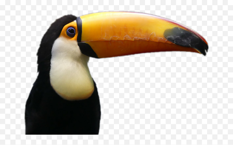 toucan png