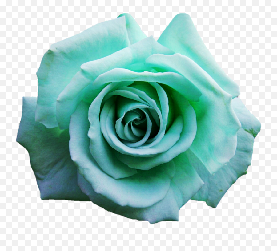 Green Rose Transparent Png Clipart - Turquoise Flower Png,Green Flower Png