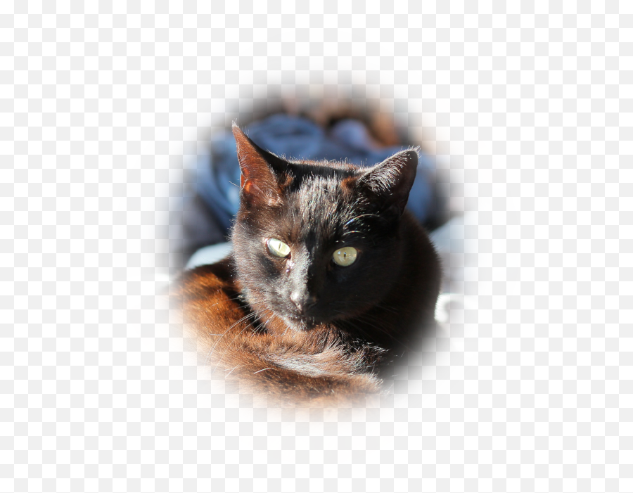 Gradient Fade Around Image - Lightburn Software Lightburn Black Cat Png,Fade Transparent