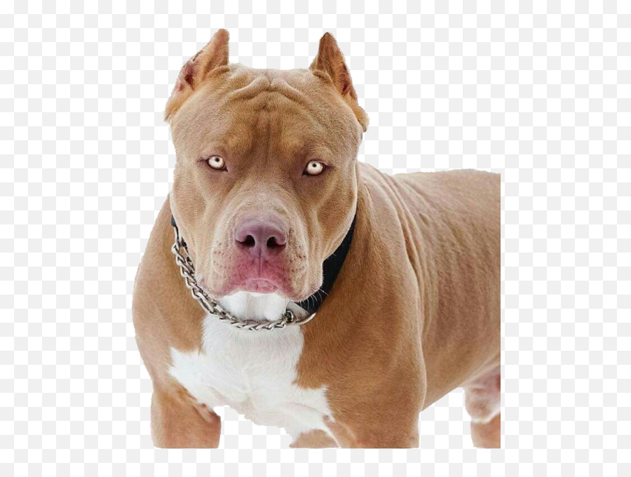 Pit Bull Png - Pit Bull Dogs,Pit Bull Png