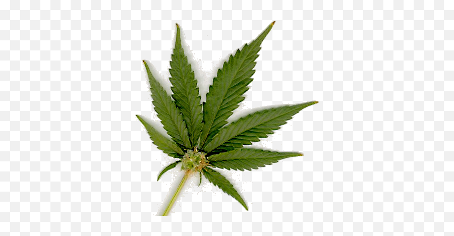 Png Transparent Marijuana Leaf - Marijuana Leaf,Marijuana Leaf Transparent