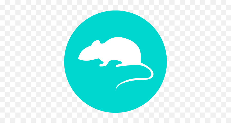 Threats - Rat Png,Invasive Icon