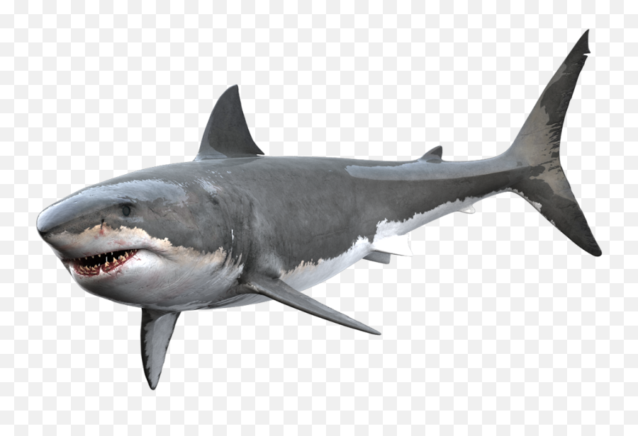 Clipart Shark Great White - Transparent Great White Shark Png,Shark Clipart Transparent Background