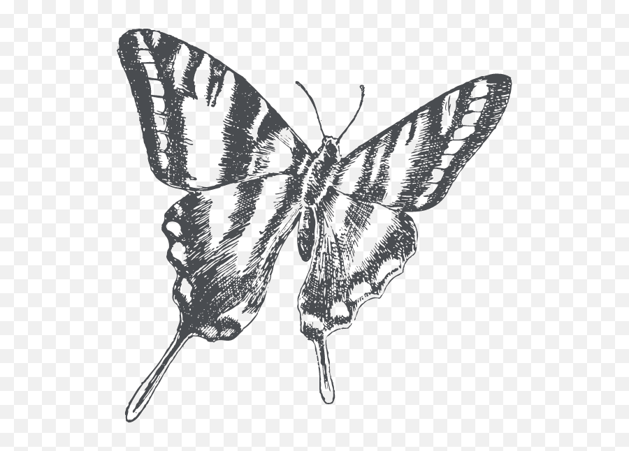 The Land Stewardship U2013 Christy Dawn - Fondos De Pantalla Fairy Grunge Png,Microsoft Butterfly Icon