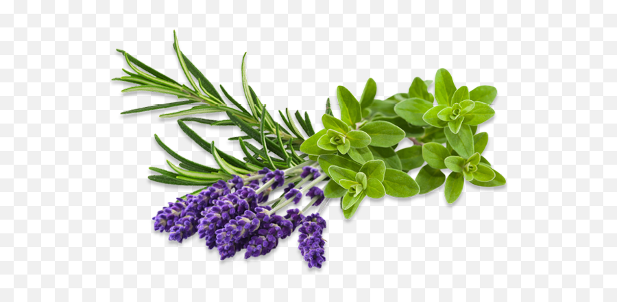Herbal Expertise - Herbal Png,Herbs Png