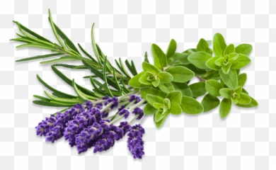 Herbal Expertise - Herbal Png,Herbs Png
