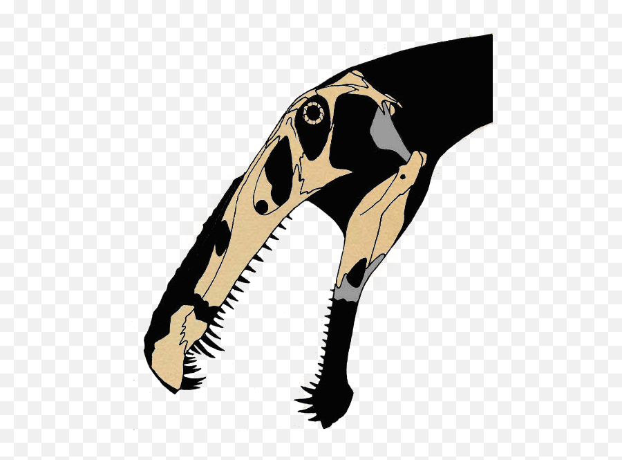 Fileirritator Skullpng - Wikimedia Commons Siamosaurus Skull,Cartoon Skull Png
