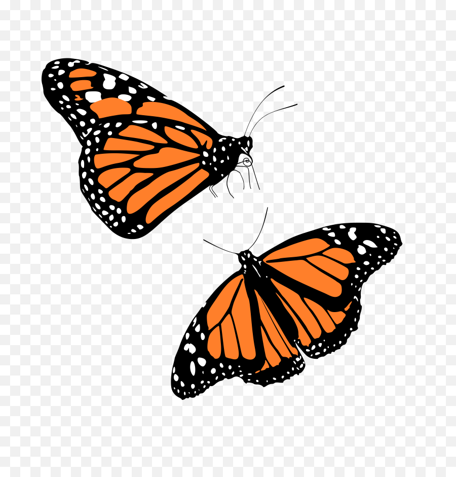 Icons Png - Interesting Facts About Butterfly,Butterflies Transparent Background
