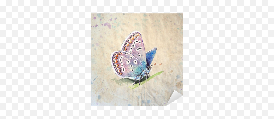 Copper - Butterfly Lycaenidae Realistic Vintage Style Watercolor Illustration On Textured Grunge Background Beautiful Blue Butterfly Sitting On A Common Blue Png,Blue Butterfly Transparent Background