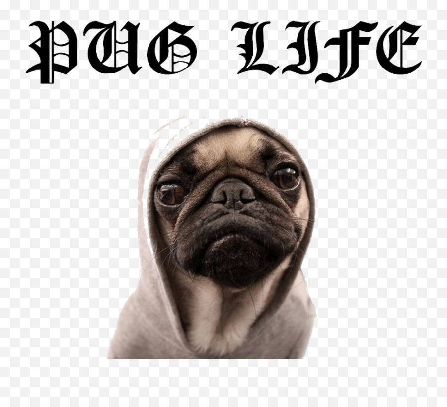 Pug Life Png File For Designing - Pug,Pug Face Png