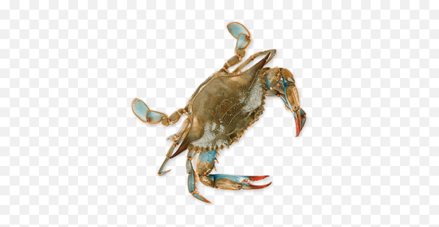 Png Crab - Blue Crab No Background,Crab Transparent Background