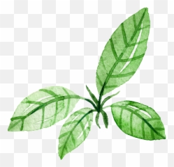 Hoja De Parra Heráldica - Clip Art Grape Leaf Png,Hojas Png - free ...