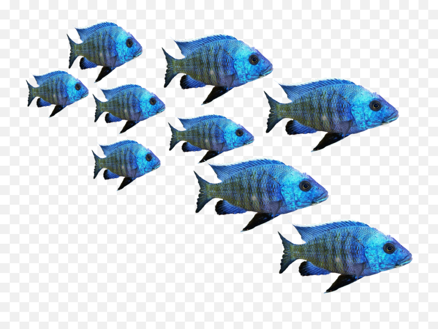 Fish Transparent Png Image Free Clipart - Sea Fish Png Transaprent,Fish Png Transparent