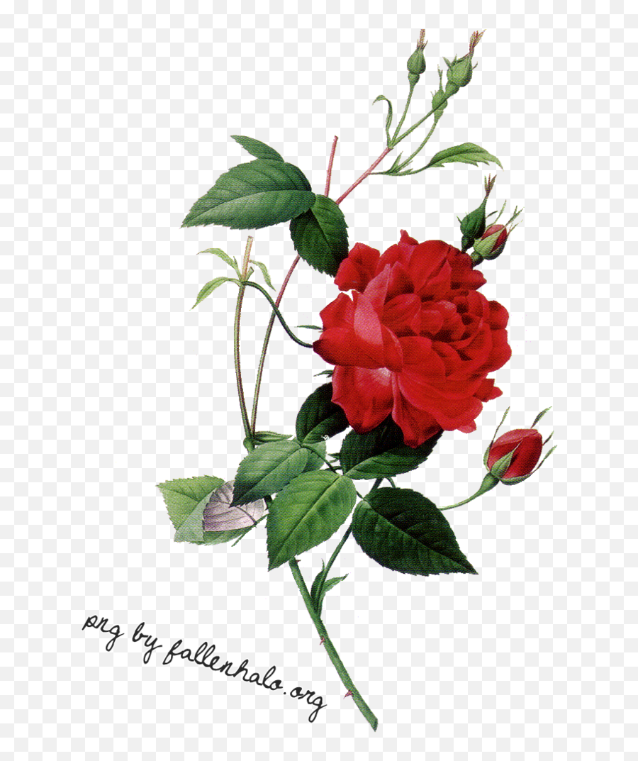 Elegant Roses Png 39862 - Free Icons And Png Backgrounds Scientific Drawing Of Roses,Red Flowers Png