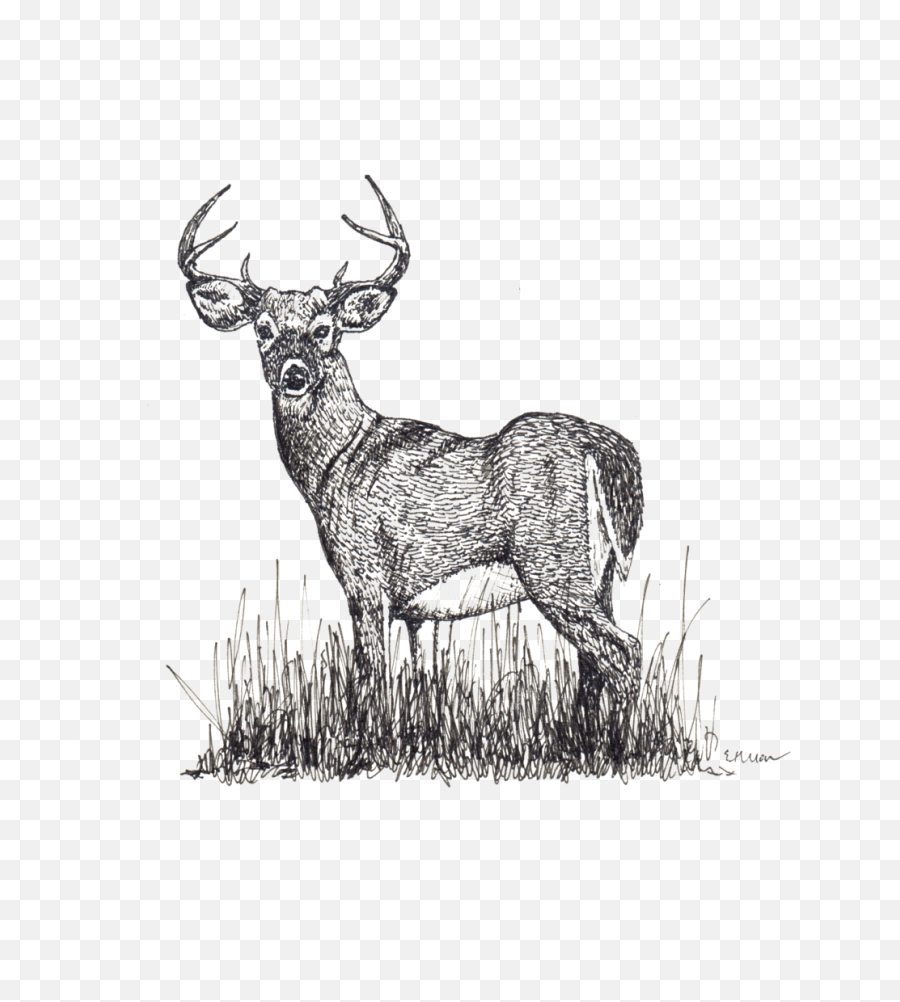 Sketches Betsy Heron Png Deer