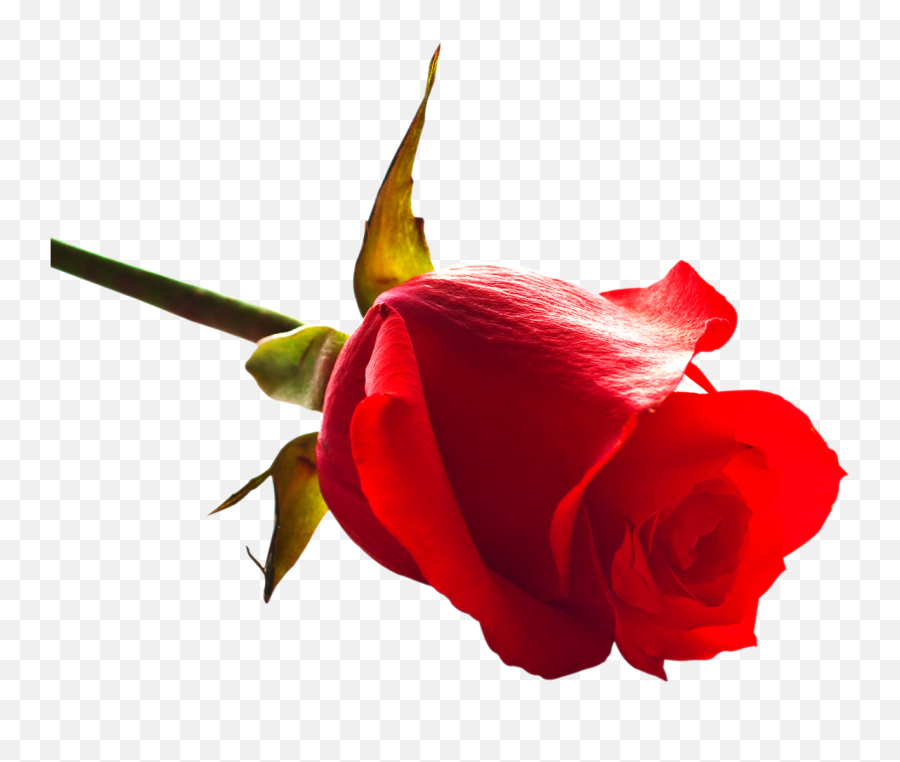 Rose Png Image - Purepng Free Transparent Cc0 Png Image Rose Png,Red Flower Png