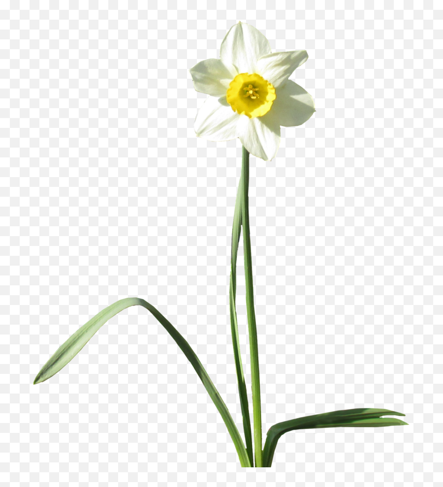 Daffodil Transparent Background Png Arts - White Daffodil Transparent Background,Plants Transparent Background