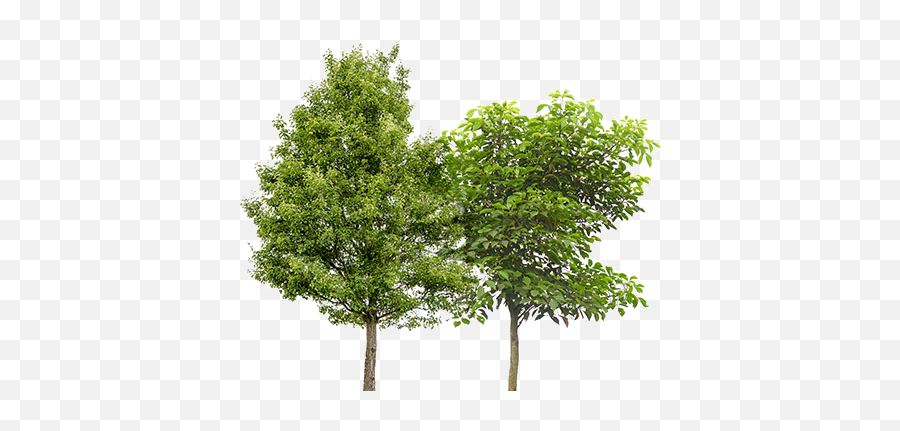Fruit Trees - Platanus Acerifolia Png,Fruit Tree Png