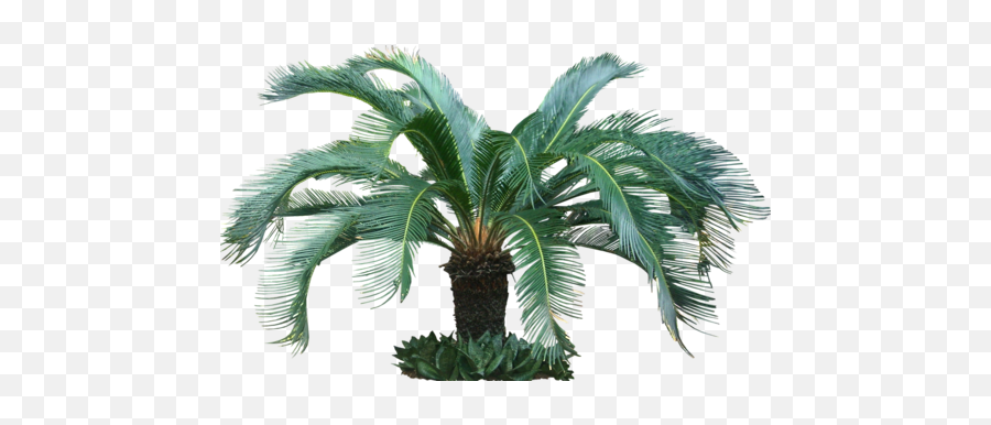Cycas Palm Plant - Tropical Tree Png,Palm Plant Png