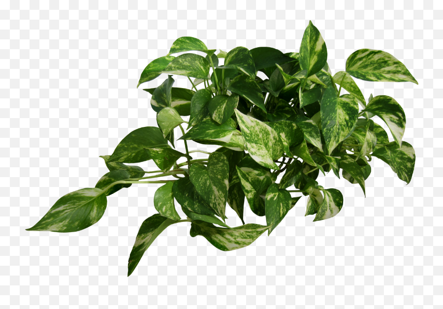 Plant Transparent Png Hd - Transparent Background Transparent Plant,Plant Transparent Background