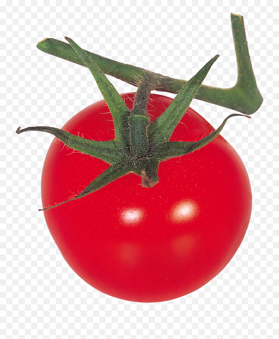 Tomato Png Free Download 65 Images - Tomato,Tomato Png