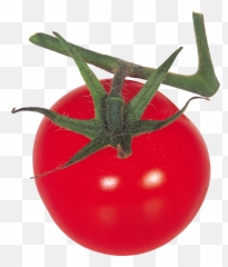 Tomato Png Free Download 65 Images
