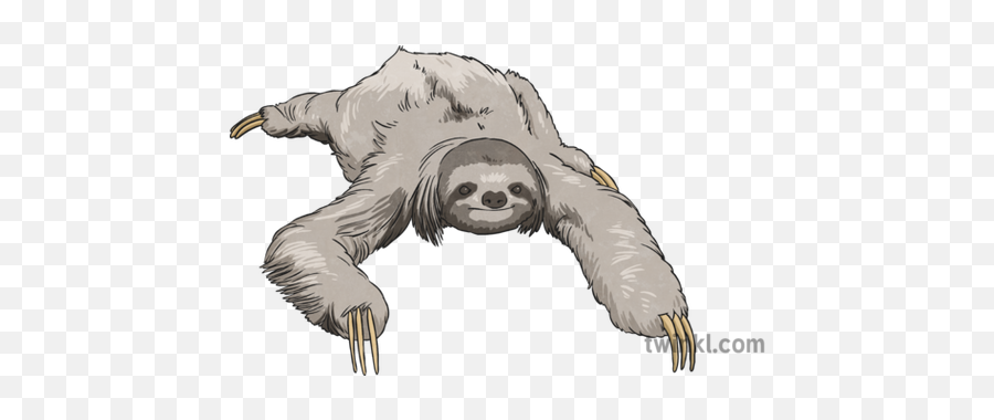 Sloth 2 Illustration - Twinkl Twinkl Sloth Png,Sloth Transparent