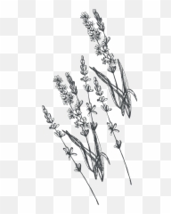 Line Drawing Png Transparent - Lavender Line Drawing Png,Flower Drawing Png