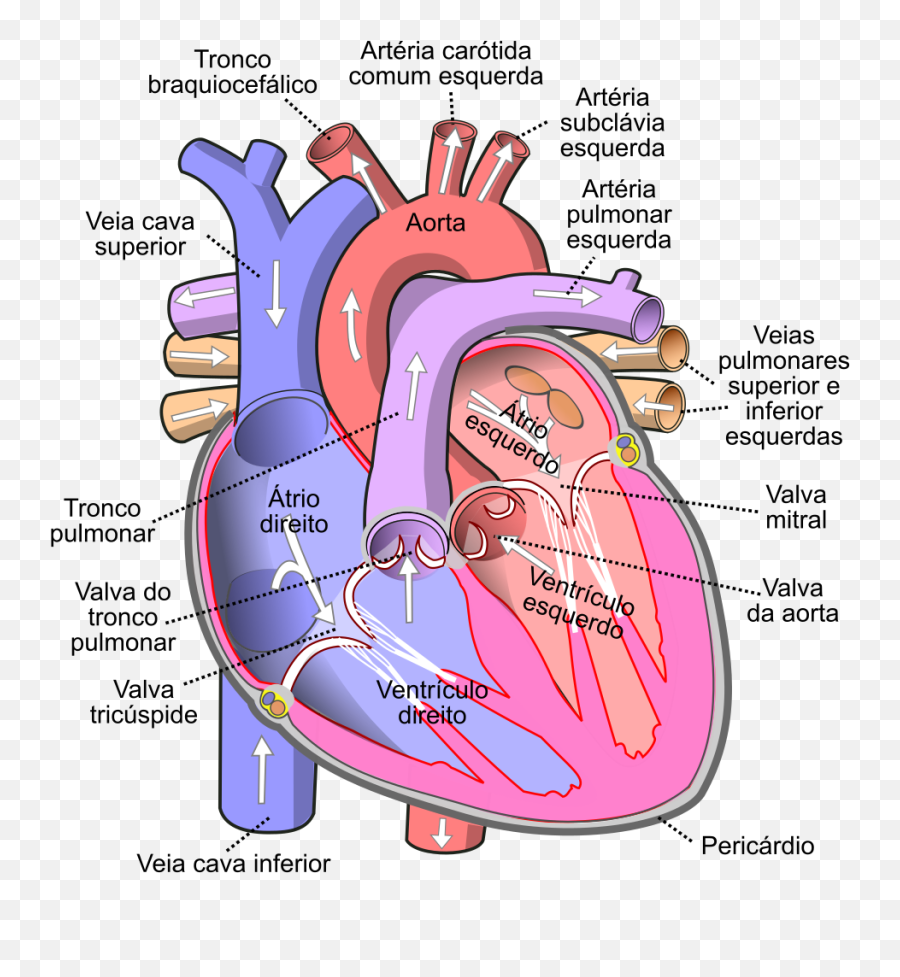 Diagram Of The Human Heart - Working Of Heart Diagram Png,Human Heart Png