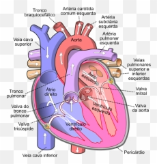 Diagram Of The Human Heart - Working png