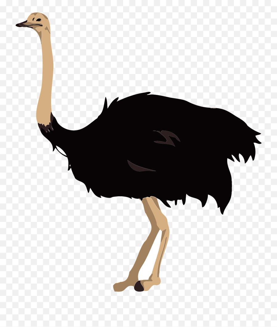 Ostrich Bird Clipart Free Download Transparent Png Creazilla - Clipart Images Of Ostrich,Ostrich Png