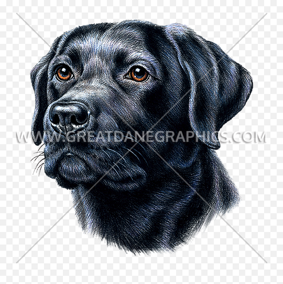 Black Lab Production Ready Artwork For T - Shirt Printing Retriever Breeds Png,Black Lab Png