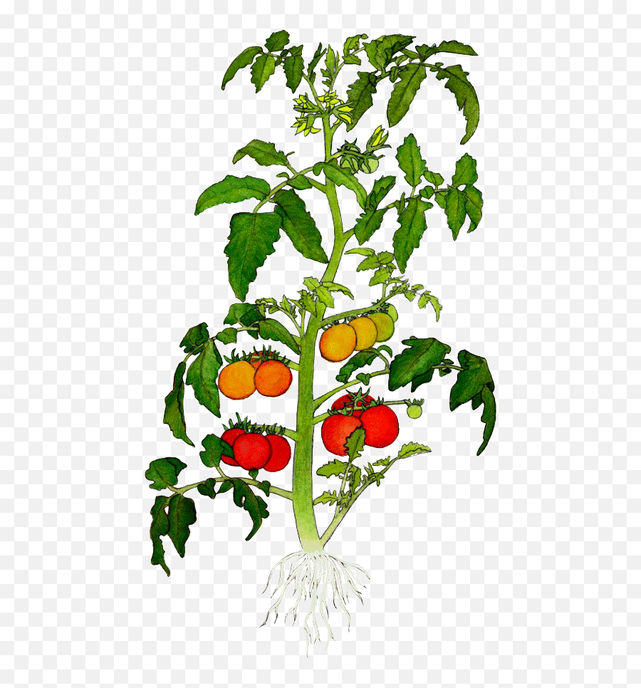 Potted Plants - Tomato Plant Drawing Png,Tomato Plant Png