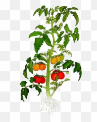 Potted Plants - Tomato Drawing png